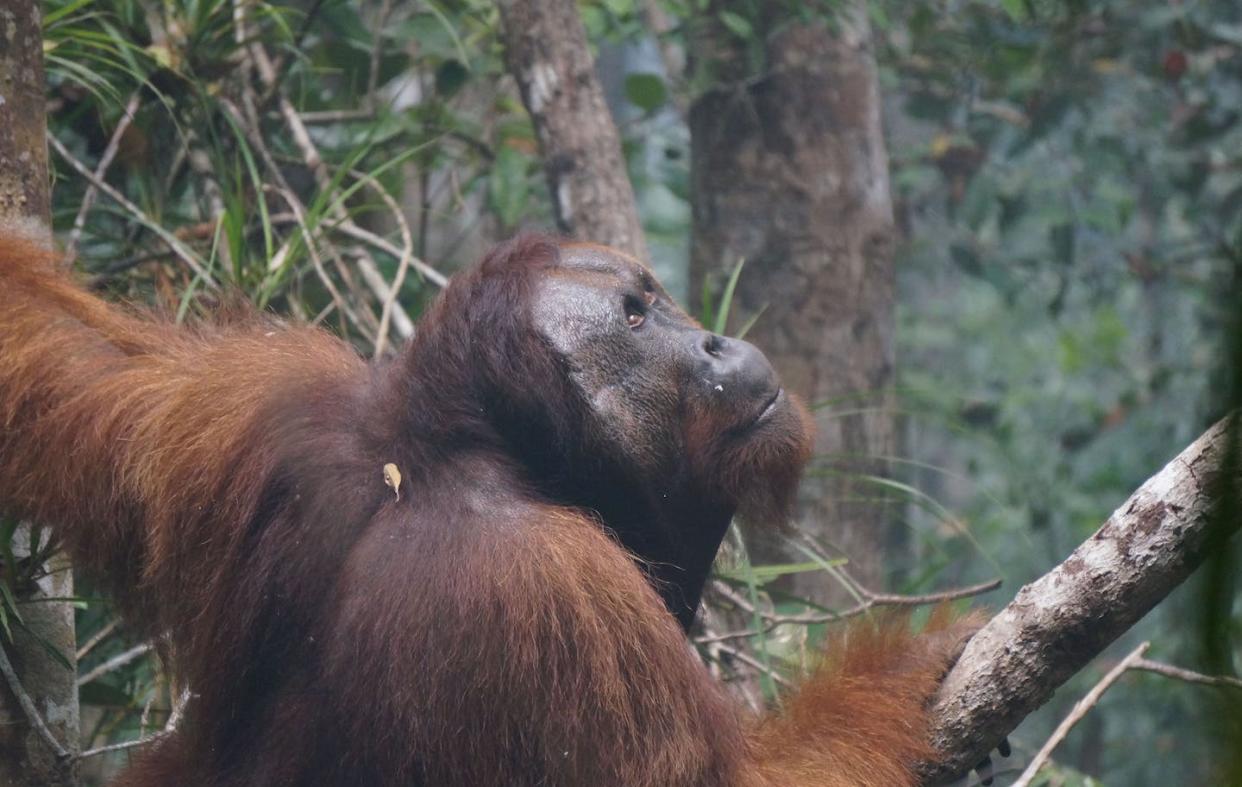 An adult male orangutan contemplates his next move in haze produced by Indonesia's 2015 wildfires. Wendy Erb, <a href="http://creativecommons.org/licenses/by-nd/4.0/" rel="nofollow noopener" target="_blank" data-ylk="slk:CC BY-ND;elm:context_link;itc:0;sec:content-canvas" class="link ">CC BY-ND</a>