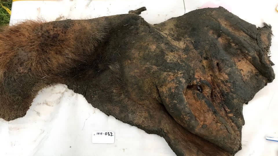 The scientists excavated the skin of a 52,000-year-old woolly mammal from the Siberian Permafrost.  - Love Dalén/Stockholm University