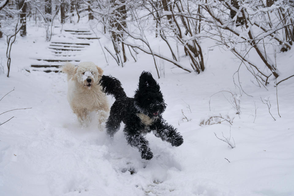 Gus, a Golden Doodle, left, chases Chico, a Portuguese Water Dog, as they play in the snow along Glover-Archbold Trail in Washington, Sunday, Jan. 13, 2019. A winter storm brought snow to the Mid-Atlantic region, where forecasters upped their predicted weekend accumulations and transportation and emergency officials urged residents to stay off the roads. (AP Photo/Carolyn Kaster)