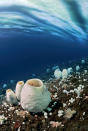 <b>Frozen Planet, BBC One, Wed, 9pm</b><br><b> Episode 1</b><br><br>Underwater life under Antarctic ice, McMurdo Sound. Below 30 metres the seabed is safe from the scouring action of ‘anchor ice’ and is covered with giant sponges that can be up to 2 metres high and as much as a thousand years old.