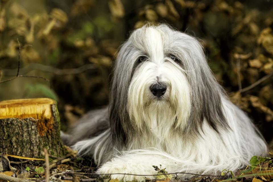 Bearded Collie