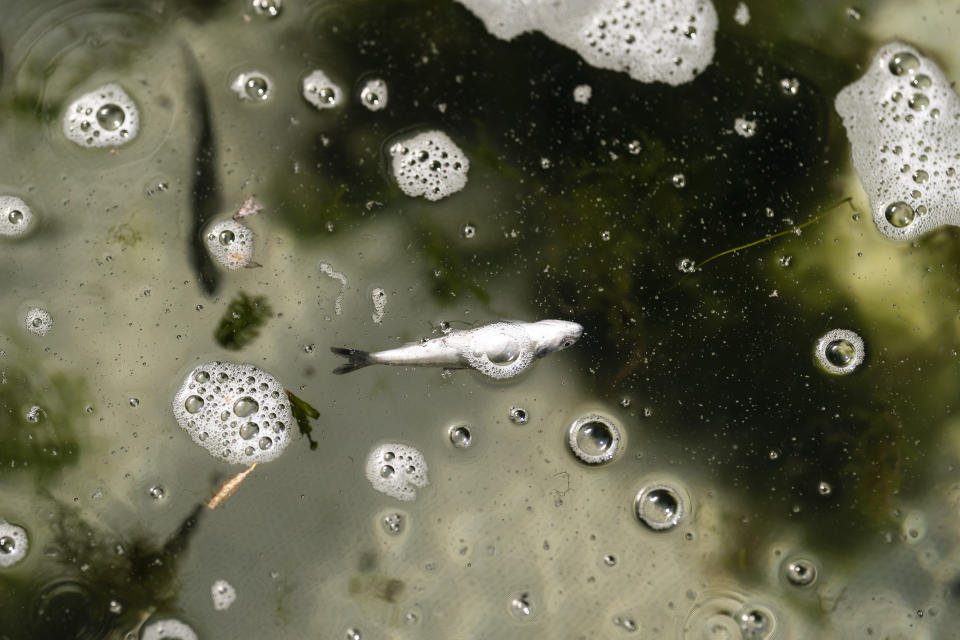 FILE - In this June 8, 2021, file photo, a dead chinook salmon floats in a fish trap on the lower Klamath River in Weitchpec, Calif. Baby salmon are dying by the thousands in one California river, and an entire run of endangered salmon could be wiped out in another. Fishermen who make their living off adult salmon, once they enter the Pacific Ocean, are sounding the alarm as blistering heat waves and extended drought in the U.S. West raise water temperatures and imperil fish from Idaho to California. (AP Photo/Nathan Howard, File)