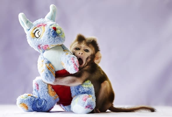 Baby monkey rejected by mum loves his cuddly toy