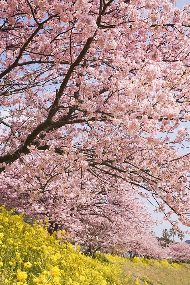 下賀茂溫泉（Image Source : Getty Creative/iStockphoto）