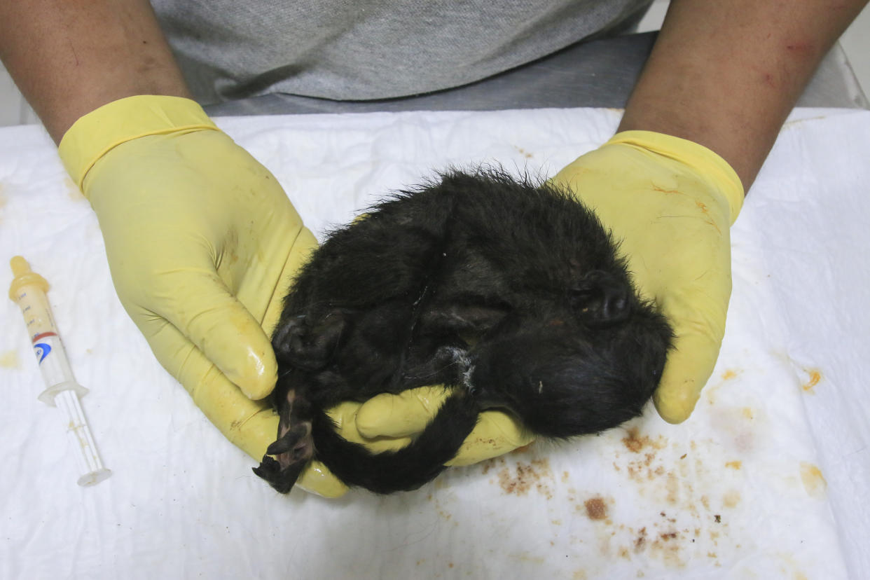 A veterinarian holds a young howler monkey rescued amid extremely high temperatures in Tecolutilla, Mexico.