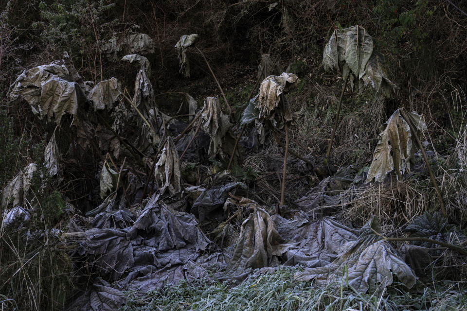 Nalca, a perennial plant native to southern Chile, decomposes along the banks of the Pilmaiquen River in Carimallin, southern Chile, on Sunday, June 26, 2022. The plant is collected by the Mapuche people for eating and medicinal use. (AP Photo/Rodrigo Abd)