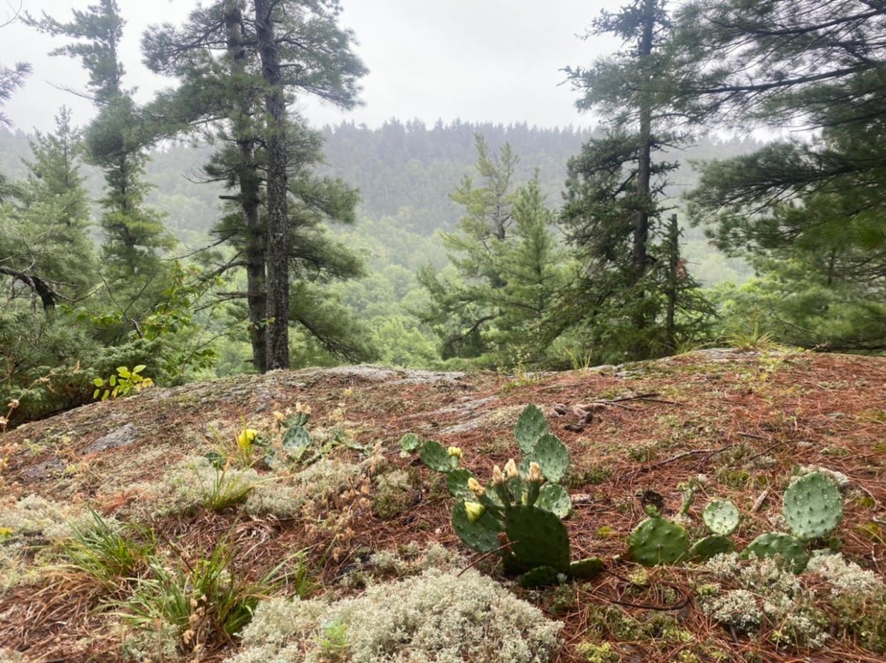 Eastern prickly pear cacti atop the Huron Mountains.