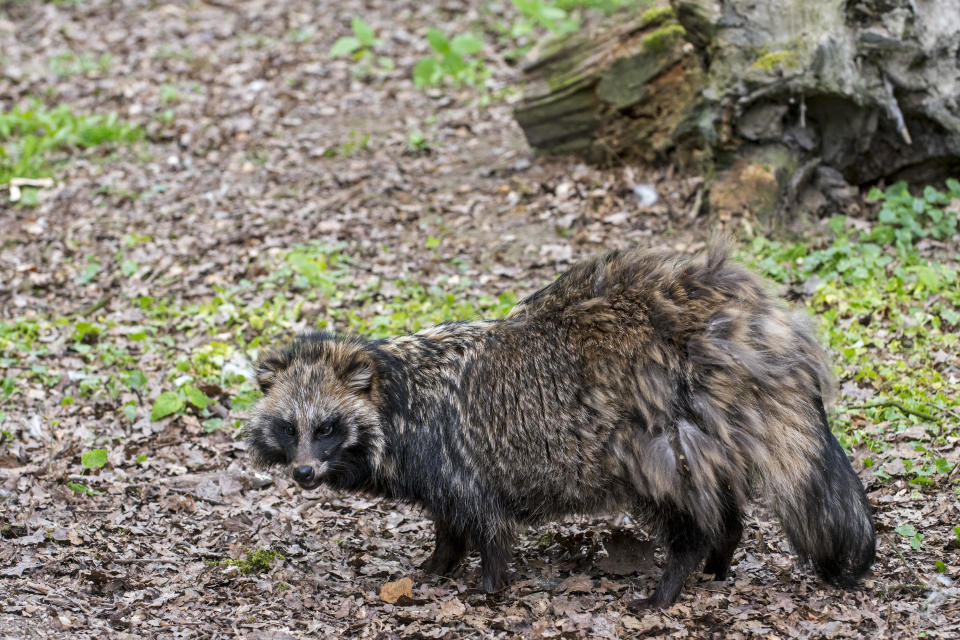 File photo of a raccoon dog  / Credit: ARTERRA/Universal Images Group via Getty Images