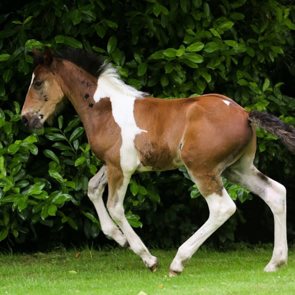 Meet the horse with a horse on its back (sort of)