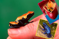 „Drama, Drama, Drama!“ – Wer auch immer diese Tierart „Schrecklicher Pfeilgiftfrosch“ (Phyllobates terribilis) oder „Schrecklicher Blattsteiger“ genannt hat, der hat sich wohl die Worte des Laufsteggotts Bruce Darnell zu Herzen genommen. Ob man diesen kleinen, fröhlich gemusterten Genossen zum Prinzen küssen kann? Berichte von Pfeilgiftfrosch-Kuschlern gibt es keine: Das Batrachotoxin auf der Haut des Hüpfers führt schlagartig zu Muskel- und Atemlähmung. Der märchenhafte Abgang dauert etwa 20 Minuten. (Bilder: ddp)