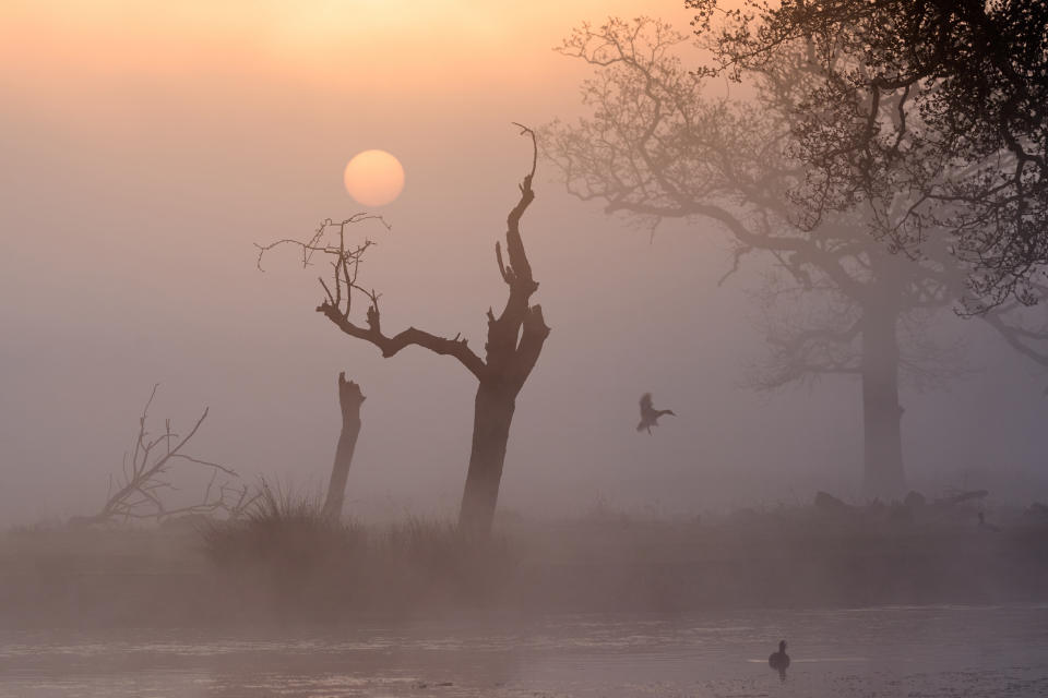 <p>The sun rises on a misty morning at Bushy Park, London. Picture date: Monday April 19, 2021.</p>
