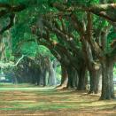 <p>A canopy of moss-draped oak trees makes the historic <a href="https://www.boonehallplantation.com/" rel="nofollow noopener" target="_blank" data-ylk="slk:Boone Hall Plantation & Gardens;elm:context_link;itc:0;sec:content-canvas" class="link ">Boone Hall Plantation & Gardens</a> in Mount Pleasant stunning. But what makes it especially compelling is the estate's original slave cabins, some depicting aspects of a slave's life and others honoring black history leaders and heroes. </p>