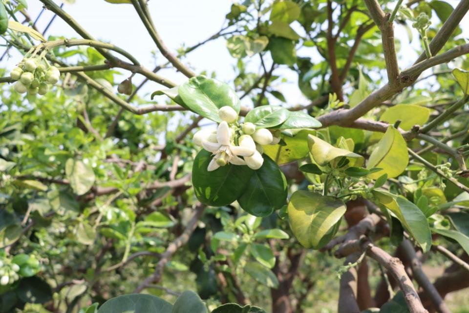 西湖鄉是苗栗縣主要的柚子產地，每年3、4月間柚子開花季節，濔漫著吸引人的柚花香。<br />　（記者謝國金攝）