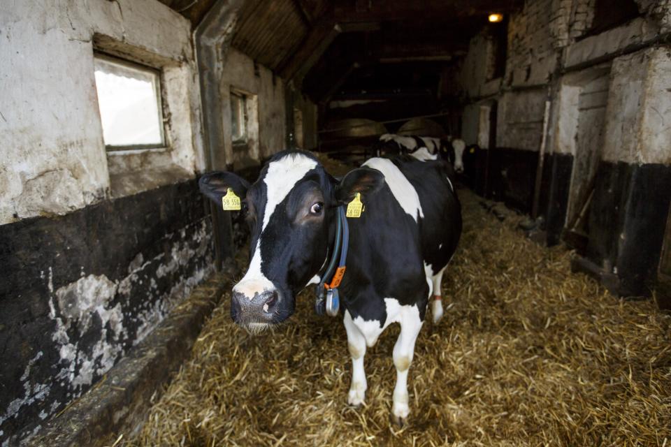 La viruela bovina es una enfermedad que era muy común en el siglo XVIII entre las mujeres que se dedicaban a ordeñar a las vacas. (Foto: Morris MacMatzen/Getty Images)