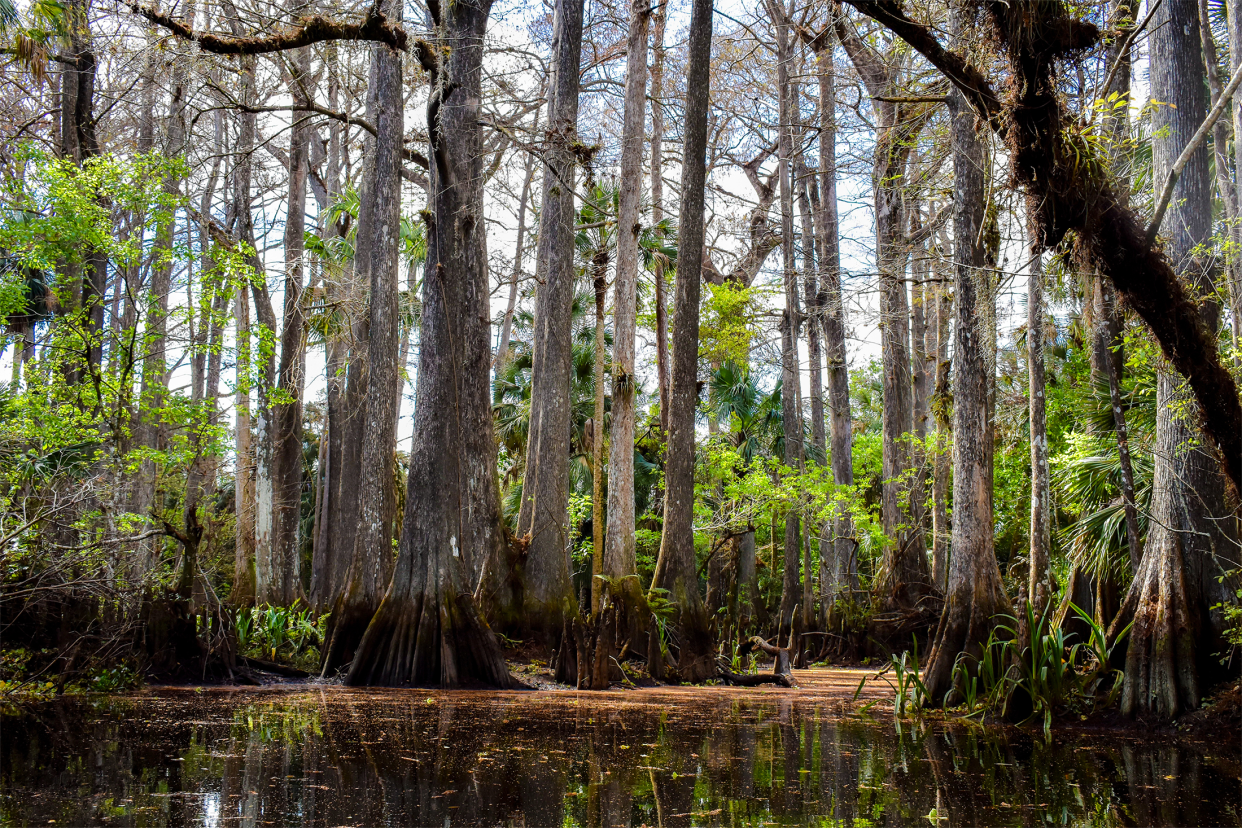 Loxahatchee River