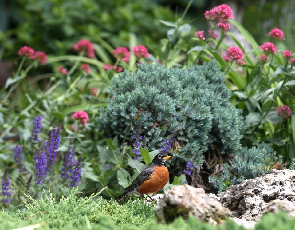 A bird lands for a rest in the garden of Lisa and Glenn Todd. May 25, 2022