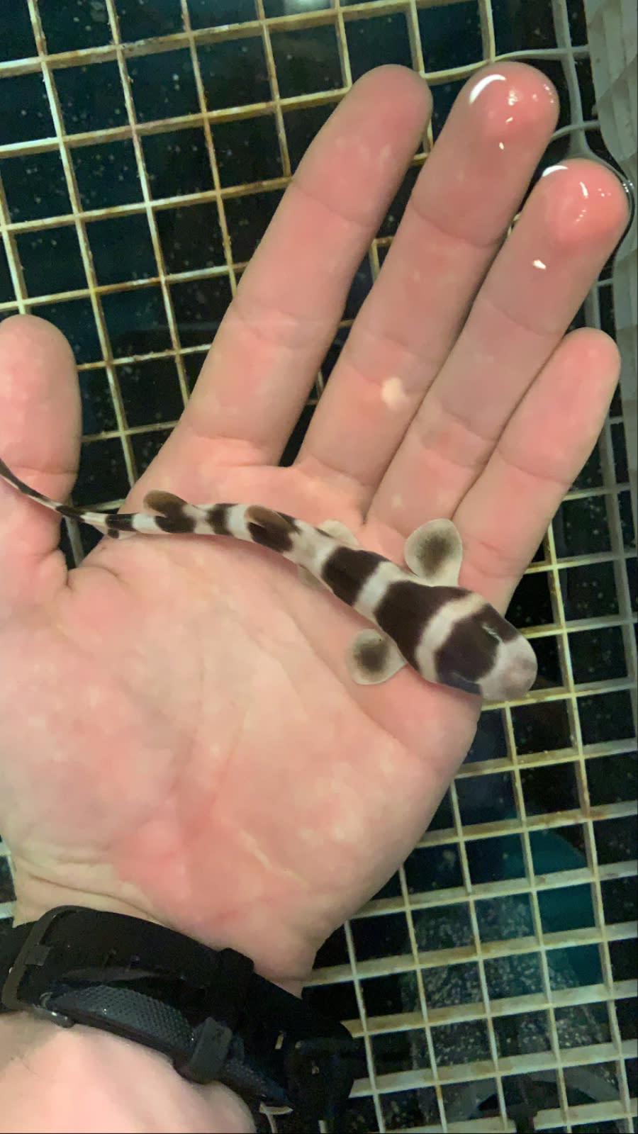 A hand holding a baby shark