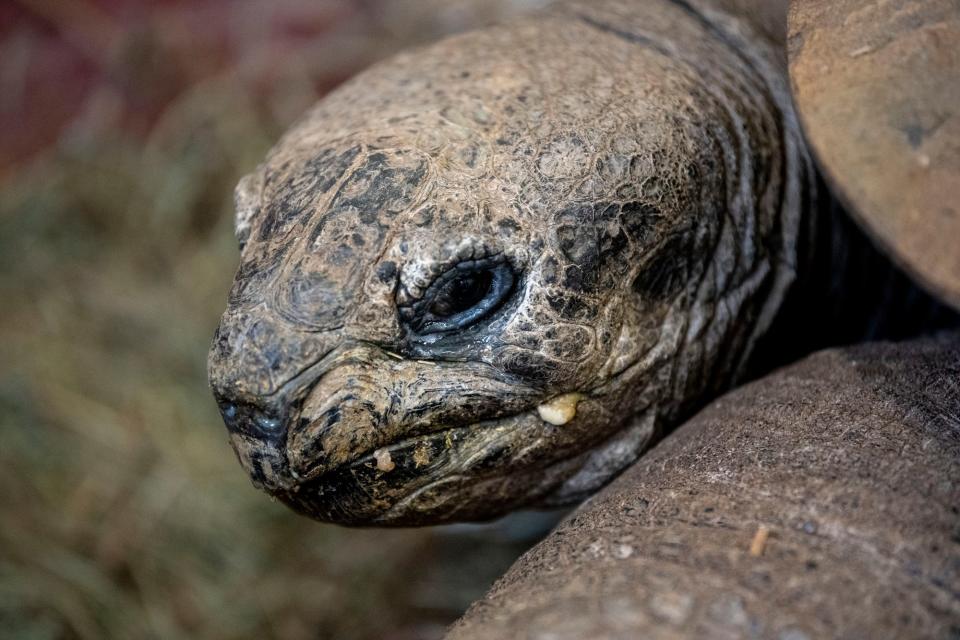 Al, an Aldabra giant tortoise, finishes a banana at Binder Park Zoo in Battle Creek, Michigan on Thursday, April 28, 2022.