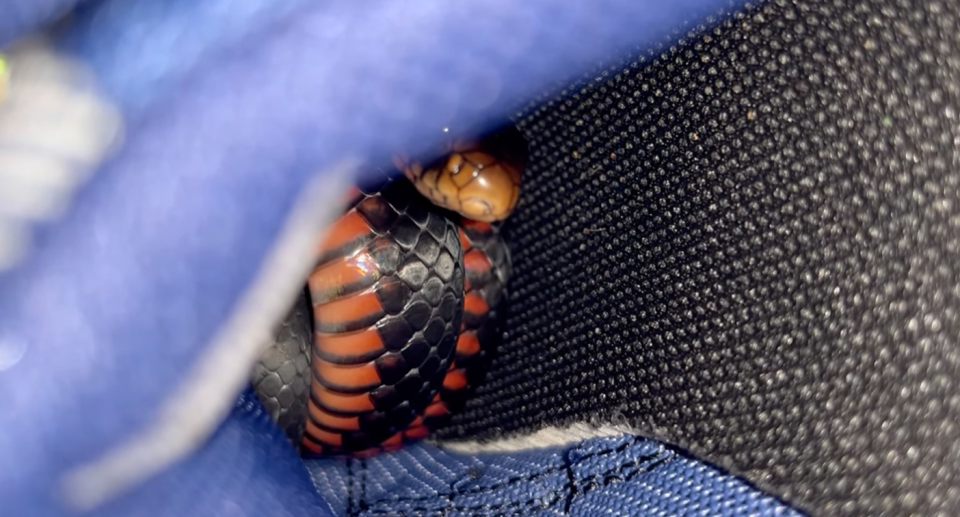 A red belly black snake pictured curled up in the toe of a running shoe.