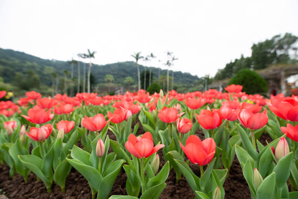 鬱金香花海這裏也有 歐風花園春日必賞