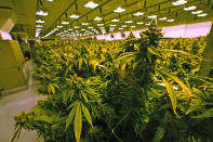 A cannibis plant that is close to harvest grows in a grow room at the Greenleaf Medical Cannabis facility in Richmond, Va., Thursday, June 17, 2021. The date for legalizing marijuana possession is drawing near in Virginia, and advocacy groups have been flooded with calls from people trying to understand exactly what becomes legal in July. (AP Photo/Steve Helber)