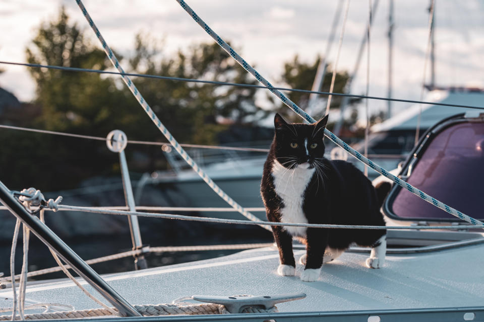 a cat on a boat