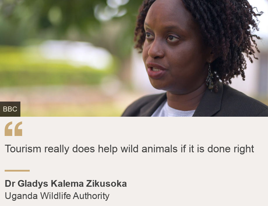 &quot;Tourism really does help wild animals if it is done right&quot;, Source: Dr Gladys Kalema Zikusoka, Source description: Uganda Wildlife Authority, Image: Dr Gladys Kalema Zikusoka
