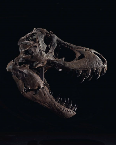1987年，業餘考古學家史丹·薩克里森（Stan Sacrison）在地獄溪谷地層中，發現霸王龍化石「史丹（STAN）」的第一根骨頭。（截自Christie’s網站）