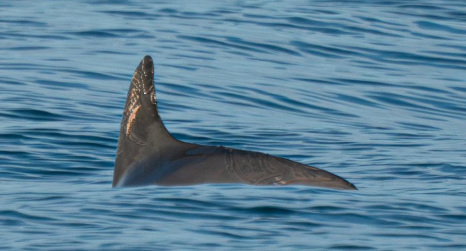 Close up of a vaquita fin.