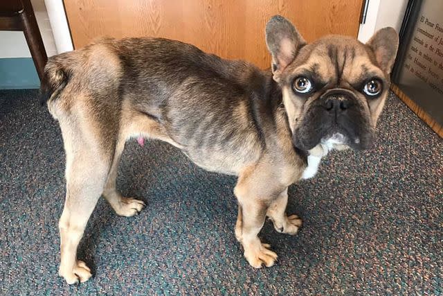 <p>Kelley Likes</p> Louis the French bulldog in 2018 after he was rescued from neglectful conditions by the Humane Society of the Pikes Peak Region