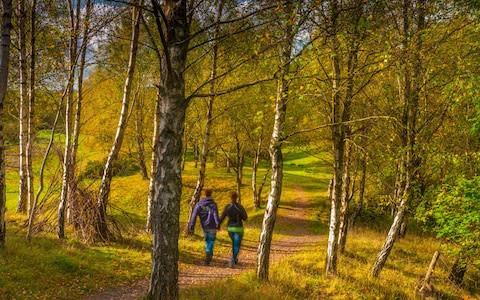 The Forest of Dean's unblemished beauty has inspired works by some of the greatest writers and artists of our time - Credit: Alamy