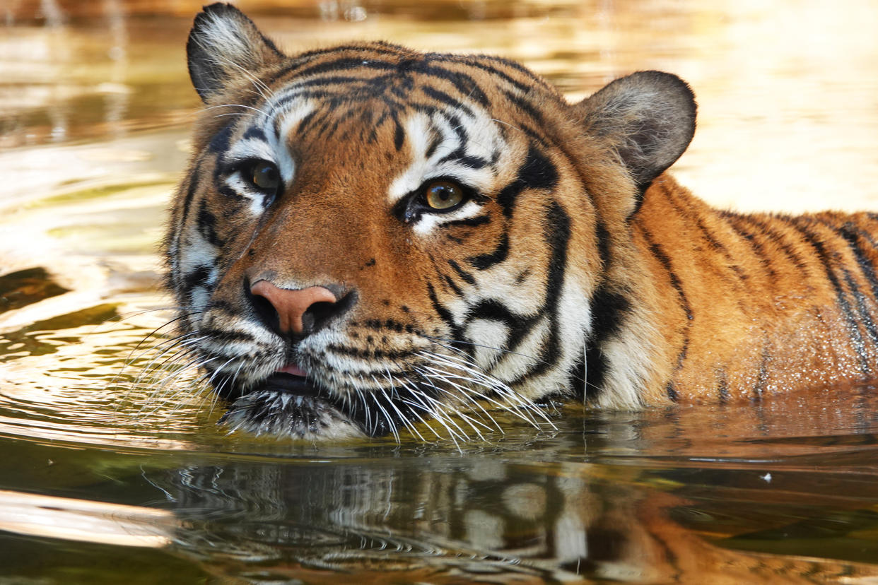 Malayan tiger Eko. (Naples Zoo)