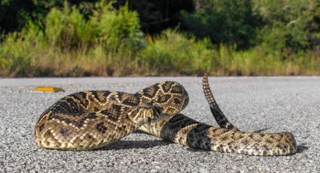 Snake Season - Behind The News