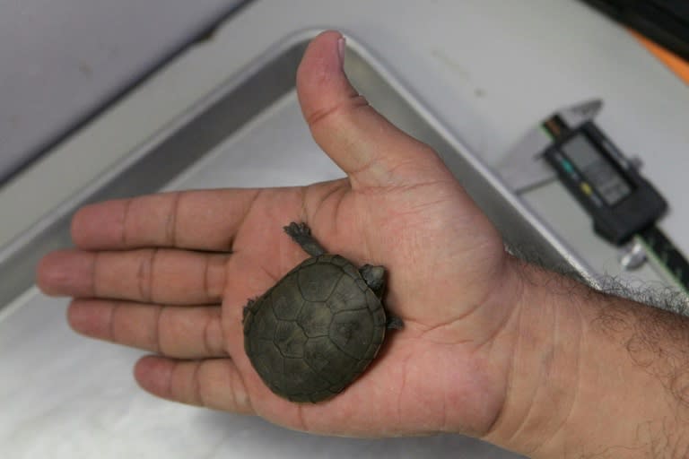 Scientists say these turtles as wider than they are long
