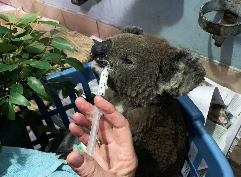 An injured koala named Anwen, who was rescued from Lake Innes Nature Reserve, receives formula at the Port Macquarie Koala Hospital's intensive care unit. (Photo: Stefica Bikes / Reuters)