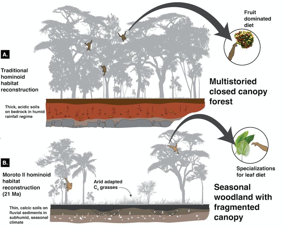 (A) Forested ecosystem traditionally believed to be the habitat of early apes, which ate fruit at the ends of tree branches, compared with (B) new perspective of grassy woodland ecosystem reconstruction, where early apes lived in open habitats and fed on leaves. Figure modified with permission from MacLatchy et al., Science 380, eabq2835 (2023)