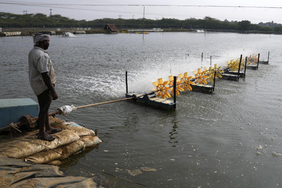 A worker stands near paddle wheel aerators at a shrimp hatchery in Nagulapally village, Uppada, Kakinada district, Andhra Pradesh, India, Saturday, Feb. 10, 2024. Local villagers said the growing shrimp industry hasn’t just brought abusive working conditions, it’s also damaging their environment. (AP Photo/Mahesh Kumar A.)