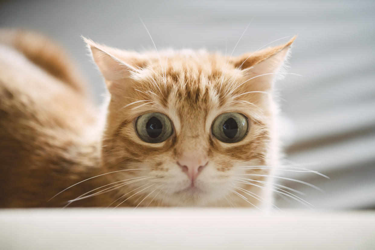 Riesige Augen, angelegte Ohren - auch Tiere haben Ängste. (Bild: Getty Images)
