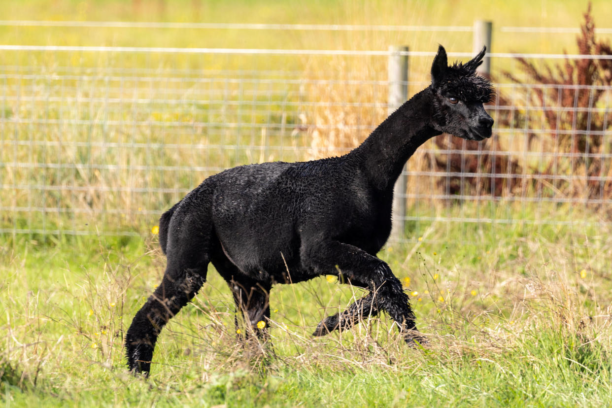 Geronimo the alpaca who has been sentenced to death. (SWNS)
