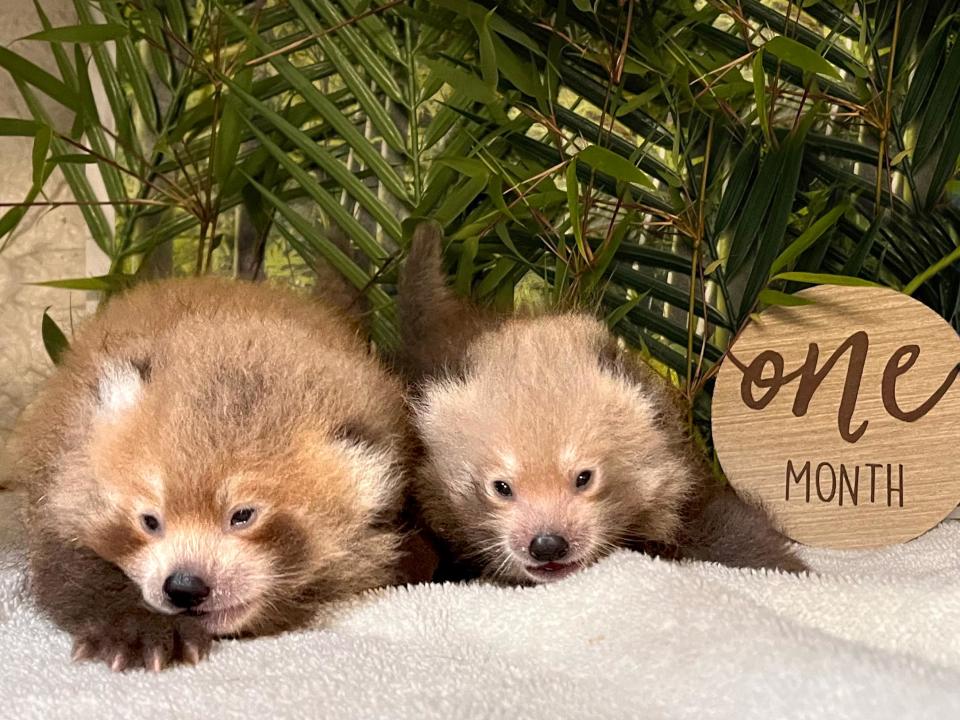 BPZOO’s female red panda, 5-year-old Marie, gave birth to two cubs on May 27.