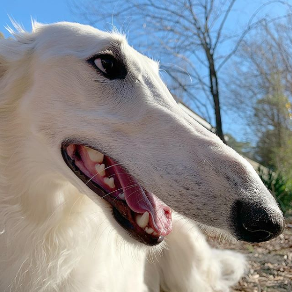 The dog's large overbite can be seen side-on.