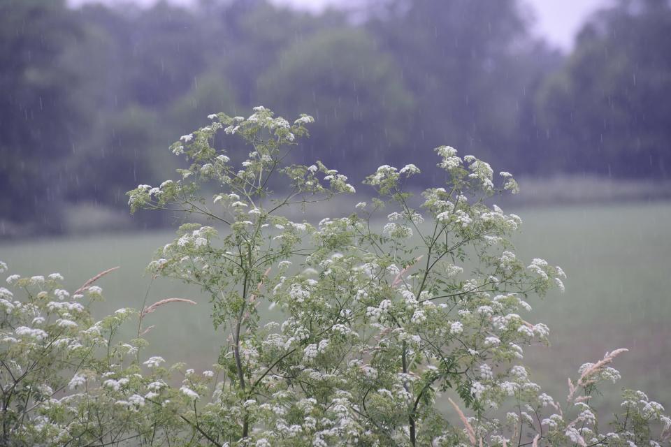 A patch of poison hemlock grows off Biddle Road in eastern Crawford County in June of 2021.