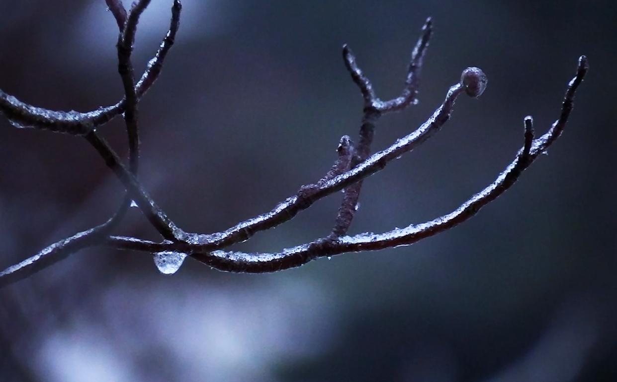 A thin coating of ice clings to a tree branch early in the morning Saturday, Jan. 13, 2024 as a cold weather front moves through the Willamette Valley.