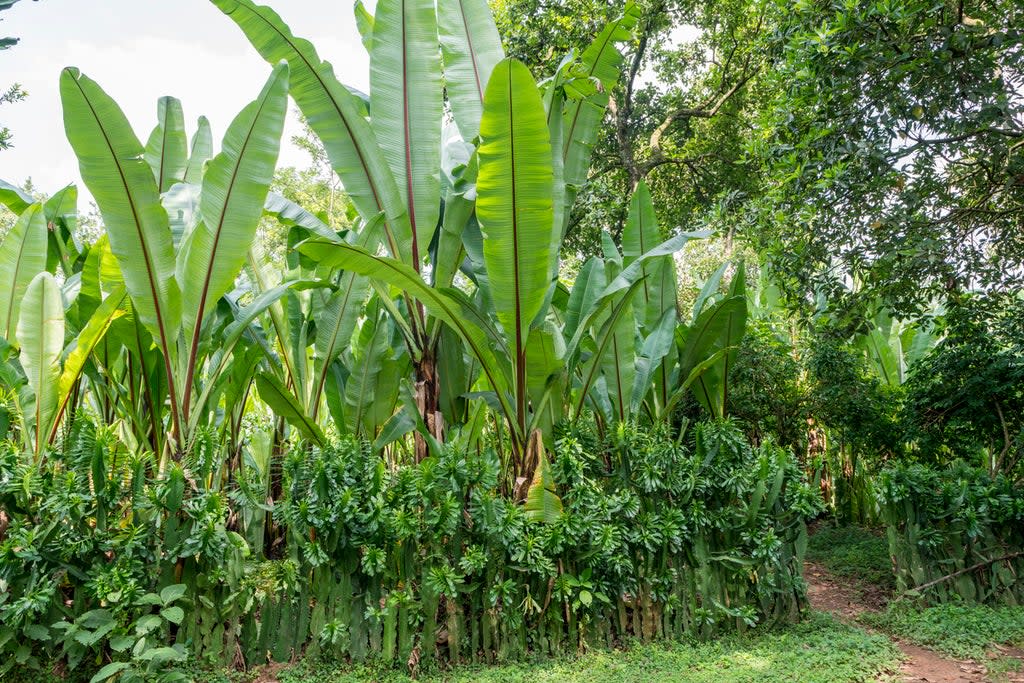 Enset plant, also known as false banana or Ethiopian banana plant (Getty Images/iStockphoto)