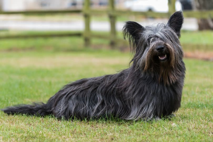 Skye Terriers were the darlings of Victorian society