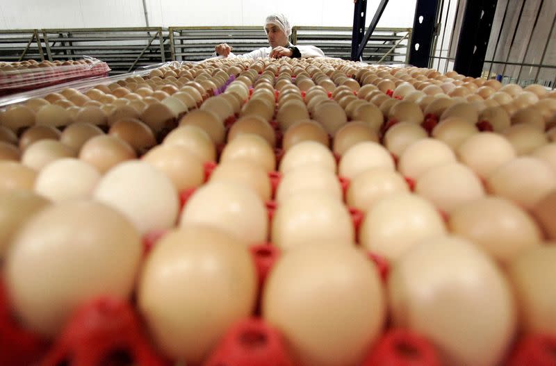 FILE PHOTO: An employee of a poultry farm examines eggs in Volnay, western France February 23, 2006. [Further ca..