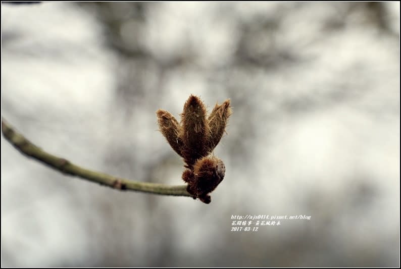 黃花風鈴木(富源國中旁)-2017-03-08.jpg