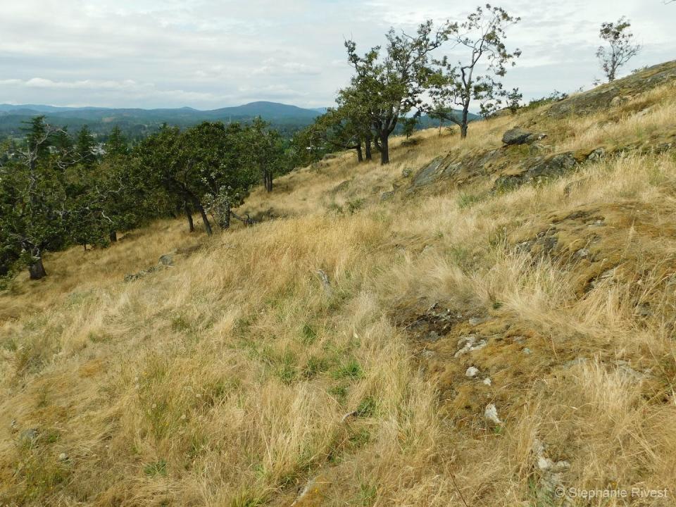 Native butterflies in Vancouver Island’s endangered Garry Oak savanna ecosystem rely on non-native flower species for nectar late in the summer when this picture was taken. (Stephanie A. Rivest)