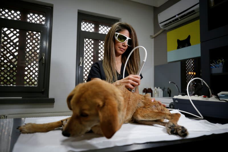 Veterinarian Denli treats a dog at a veterinary clinic in Ankara