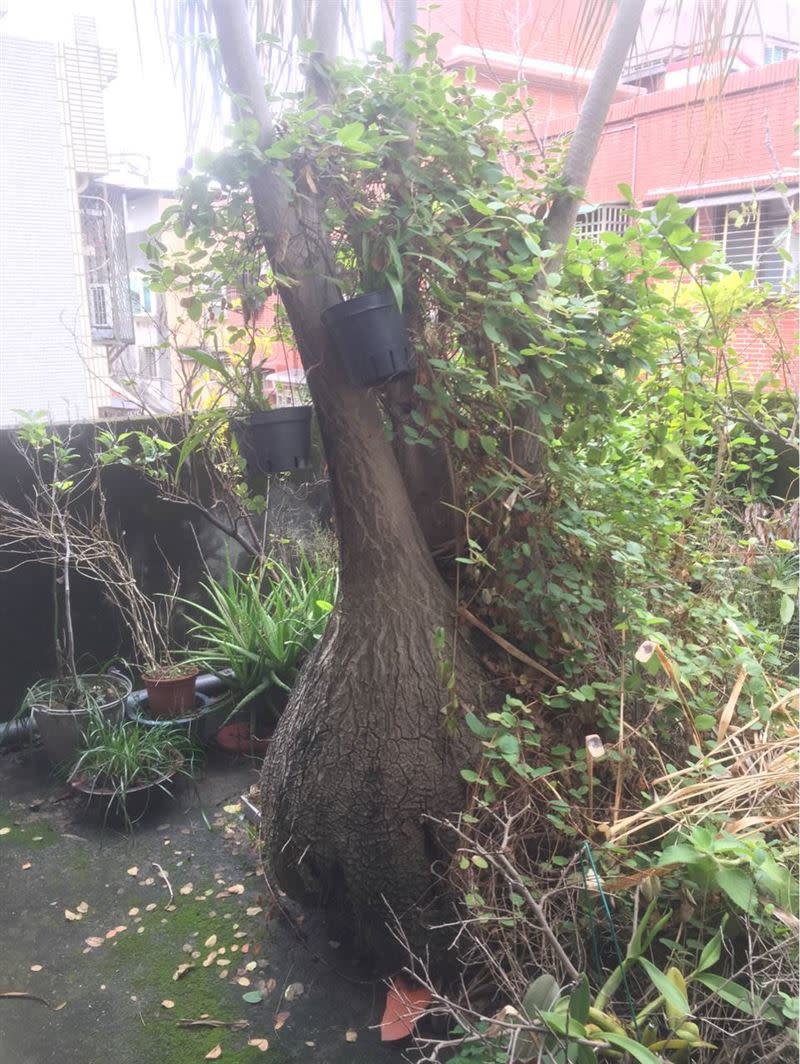 盆栽植物變成一樓高的龐然巨物，讓原PO擔心屋頂會被壓垮。（圖／翻攝自 PTT）